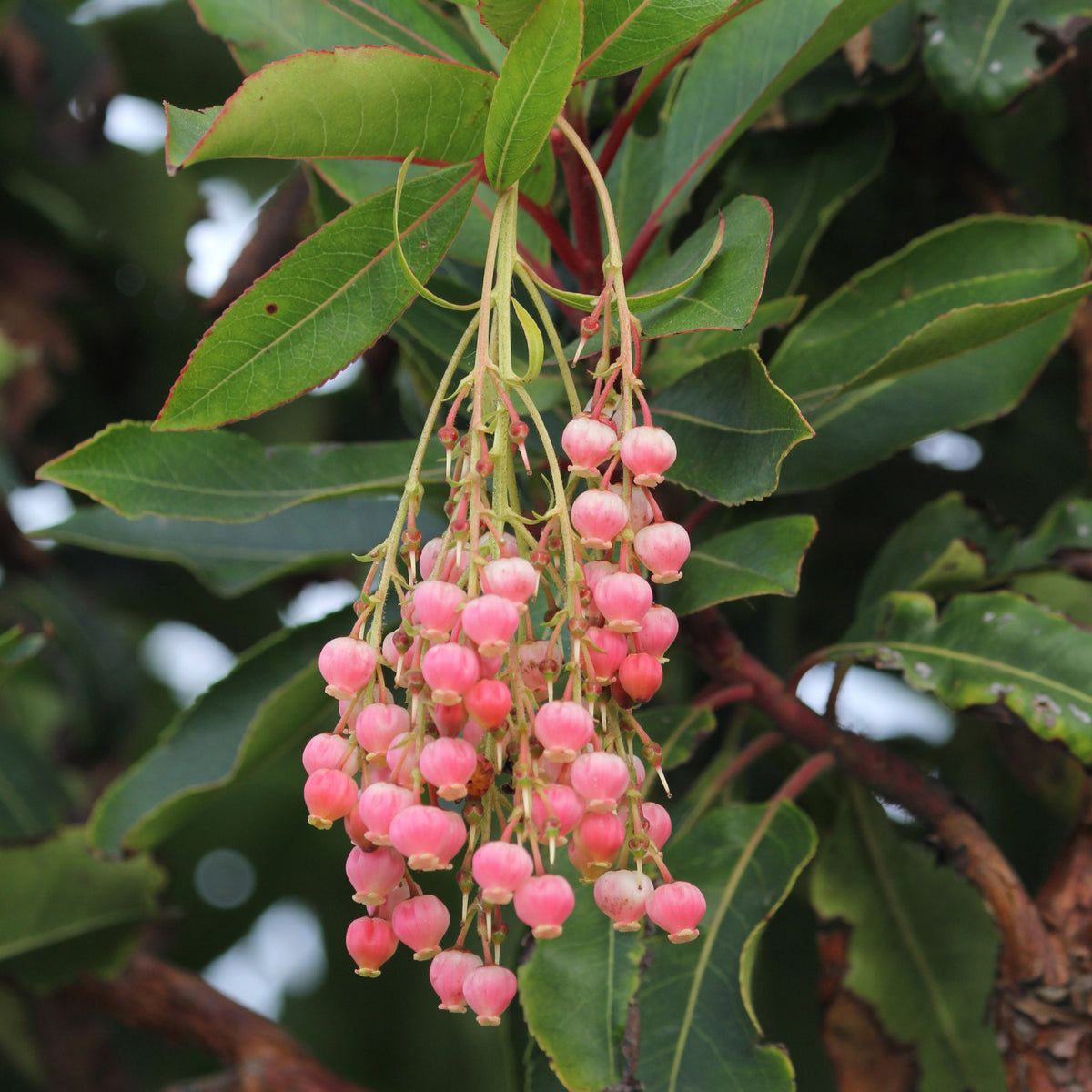 Erdbeerbaum Rubra - Arbutus unedo 'rubra' - Willemse