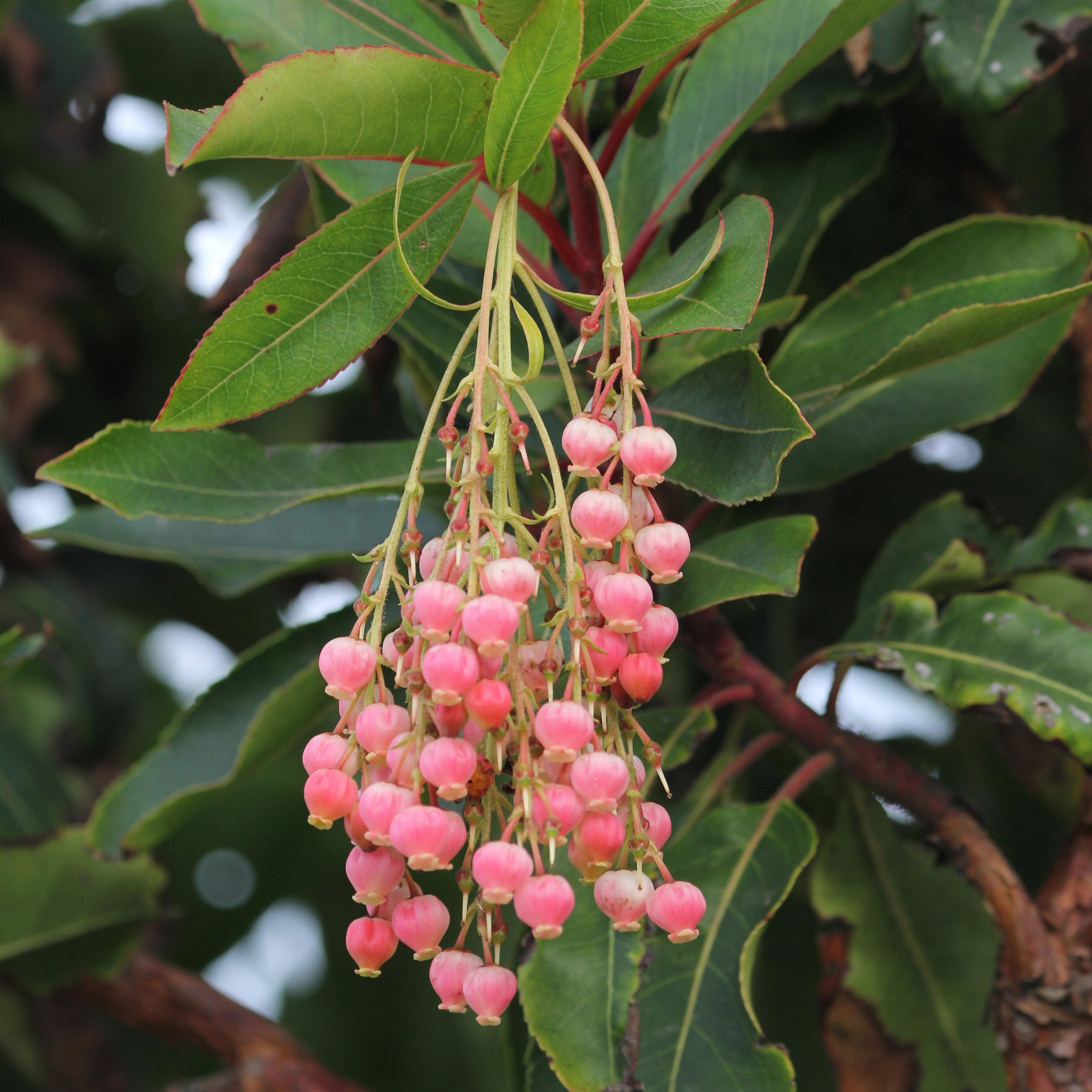 Erdbeerbaum Rubra - Arbutus unedo 'rubra' - Willemse