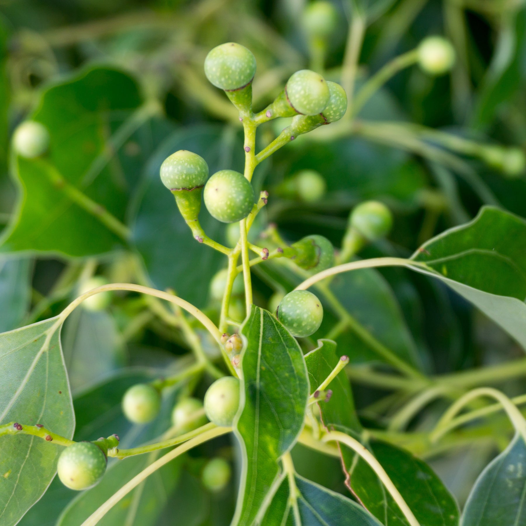 Bäume - Kampferbaum - Cinnamomum camphora