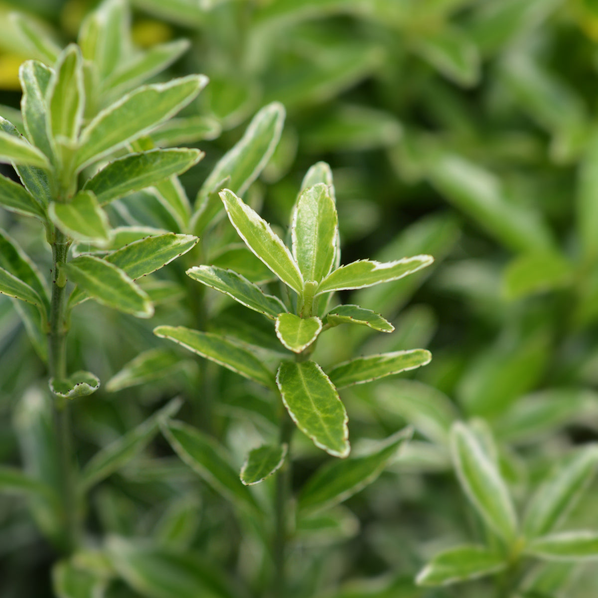 Japanischer Spindelstrauch Microphyllus Albovariegatus - Euonymus japonicus microphyllus Albovariegatus - Willemse