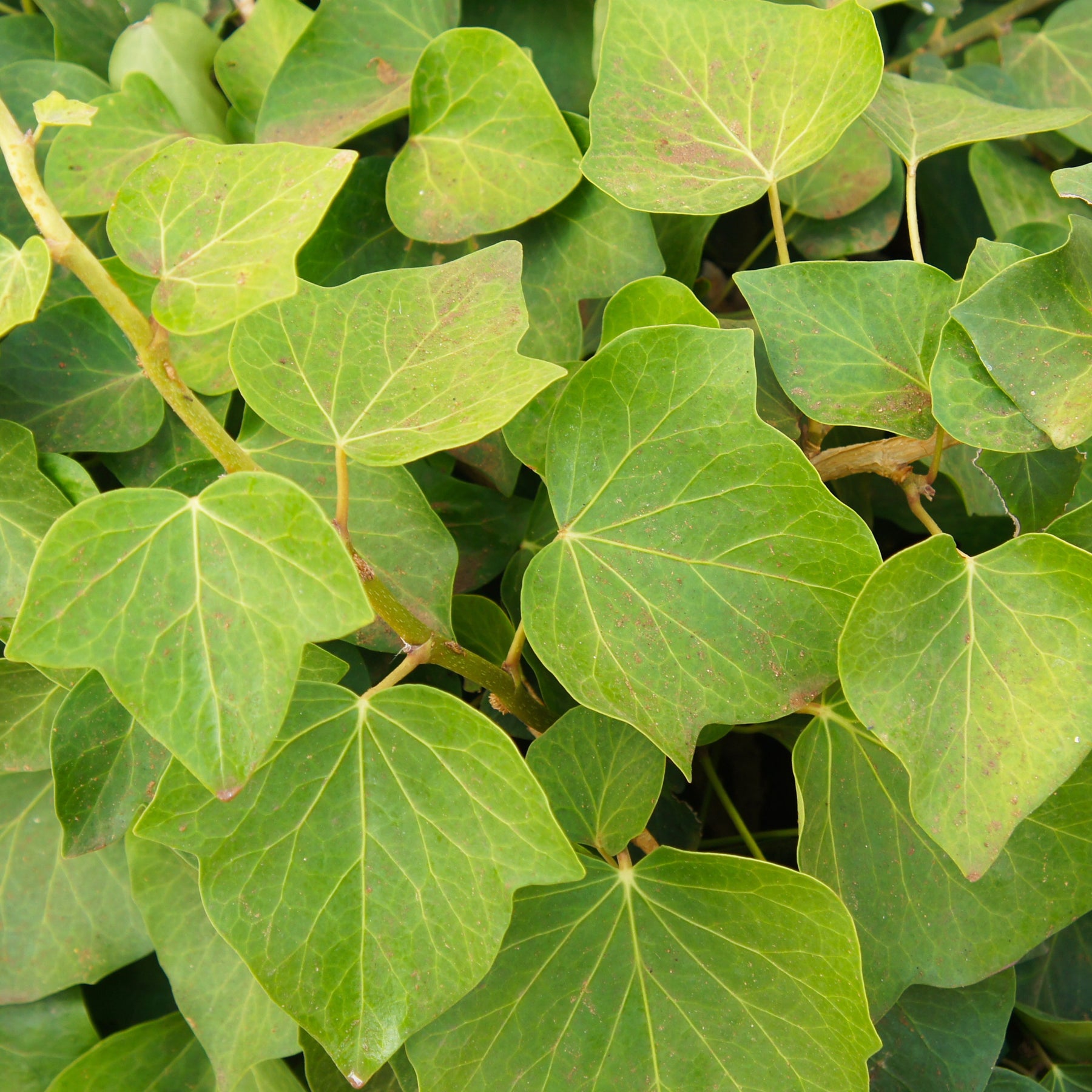 Algerischer Efeu 'Alger' - Hedera algeriensis Alger - Willemse