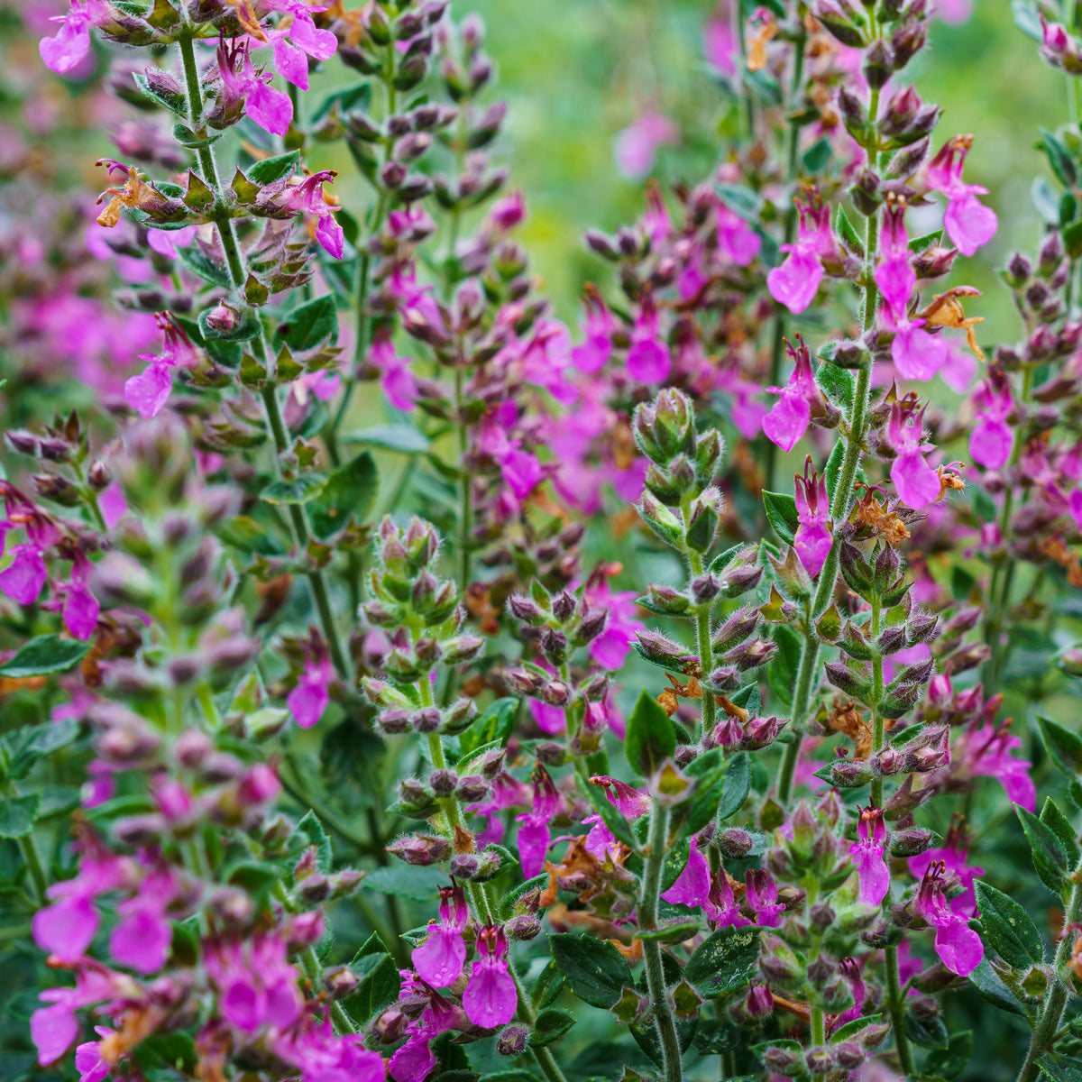 Gamander (Teucrium) - Willemse