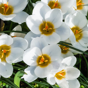 Krokusse Ard Schenk - Willemse