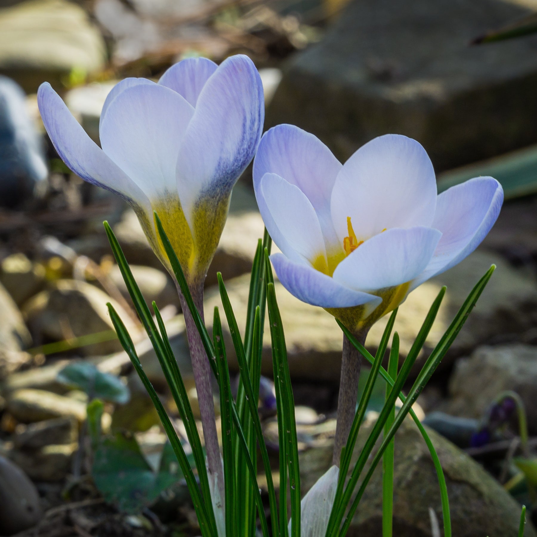 Krokus 'Blue Pearl' (x10) - Crocus biflorus 'Blue Pearl' - Willemse