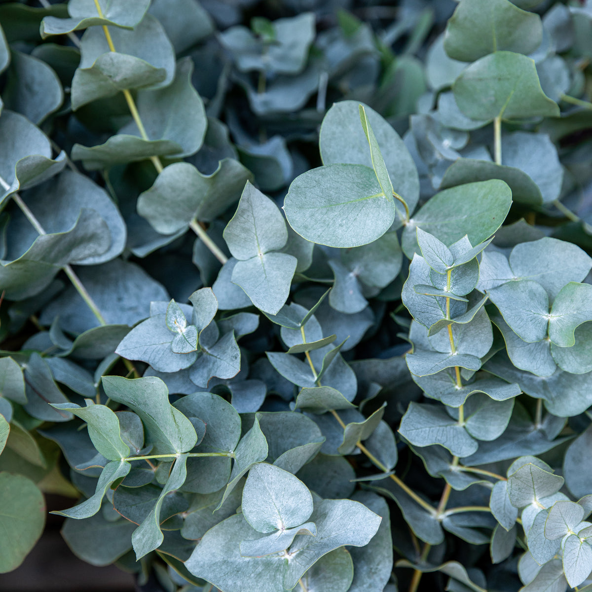 Eukalyptus Baby Blue - Eucalyptus pulverulenta Baby Blue - Willemse