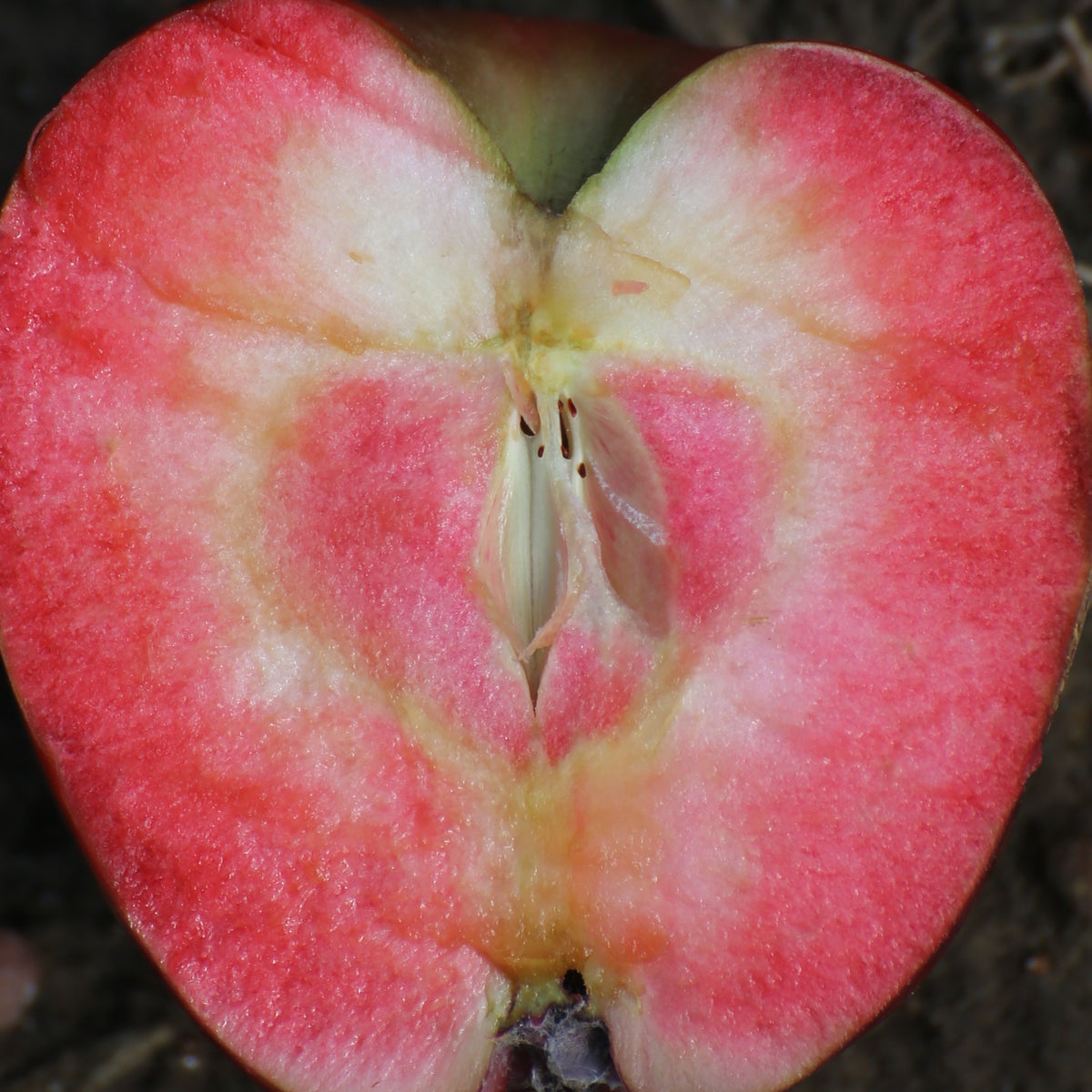 Apfelbaum Marilyn Red - Malus domestica 'marilyn red' - Willemse