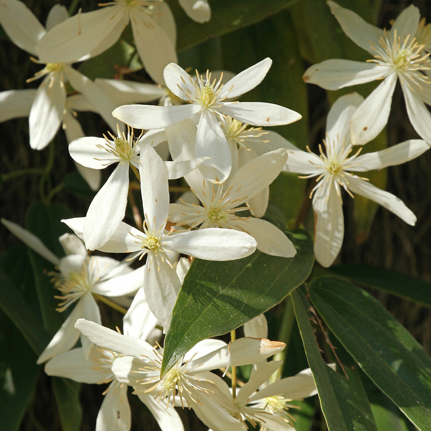 Waldrebe Little White Charm - Willemse