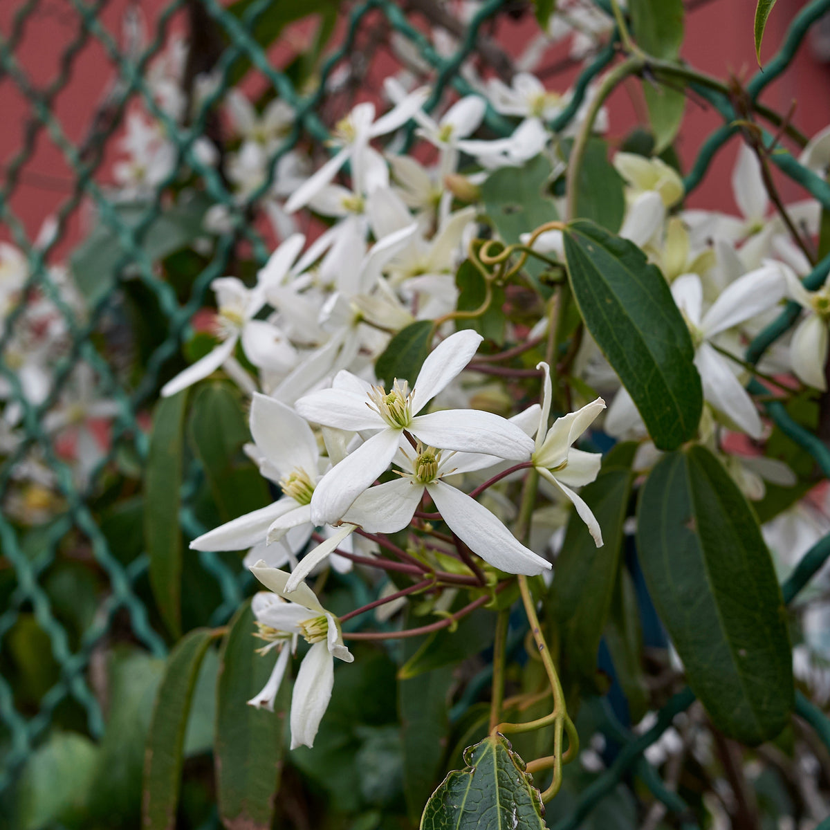 Waldrebe Little White Charm - Clematis armandii 'little white charm' - Willemse