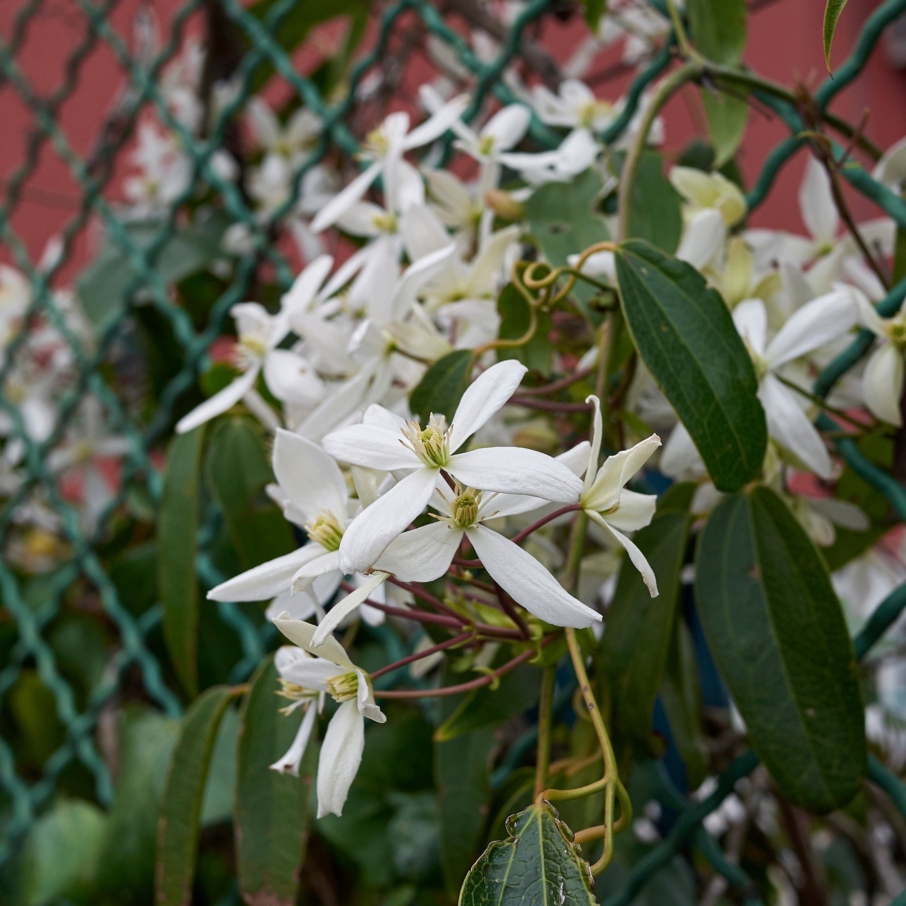 Waldrebe Little White Charm - Clematis armandii 'little white charm' - Willemse