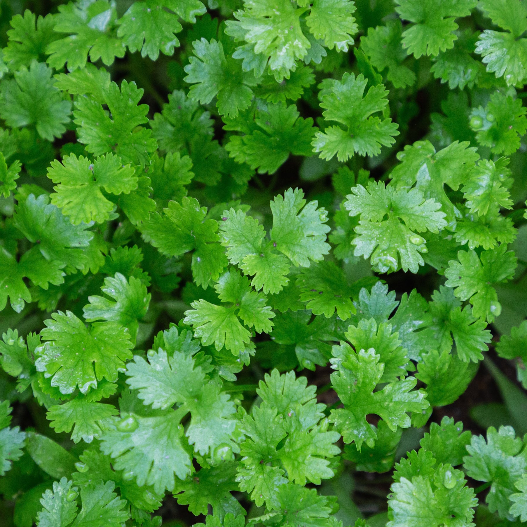 Coriandrum sativum - Koriander - Kräuterpflanzen