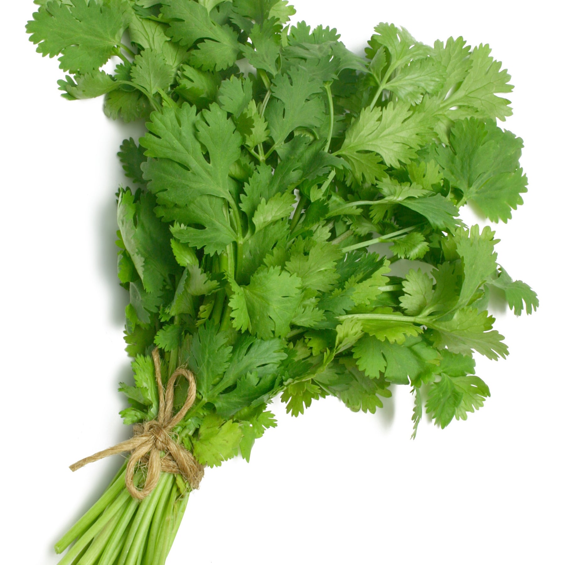 Koriander - Coriandrum sativum - Willemse