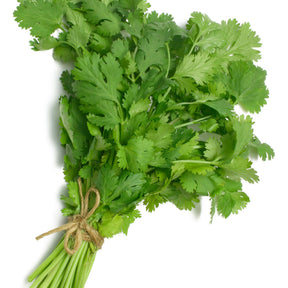 Koriander - Coriandrum sativum - Willemse