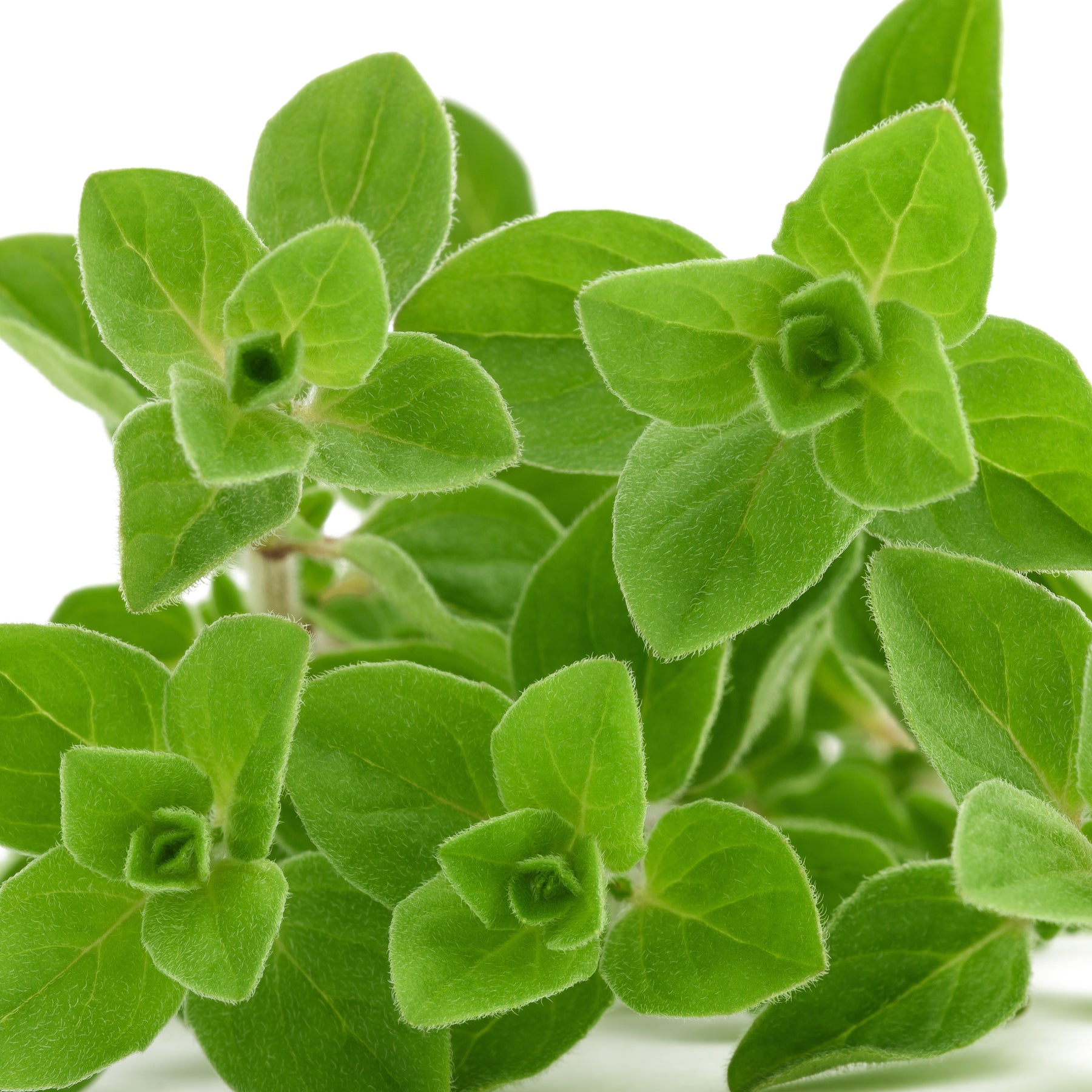 Oregano - Origanum vulgare - Willemse