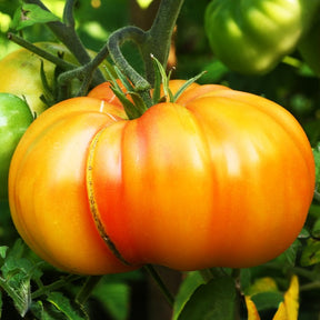 Ananas-Tomate - Willemse