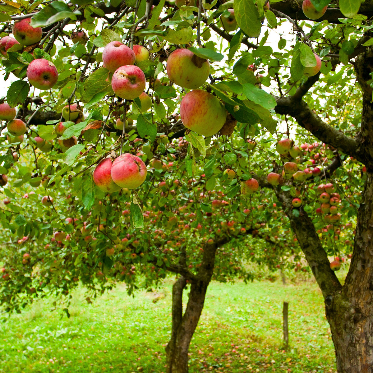 Apfelbaum ‘Jonagold’ - Malus domestica jonagold - Willemse