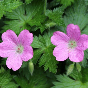 Sumpf-Storchschnabel - Geranium palustre - Willemse