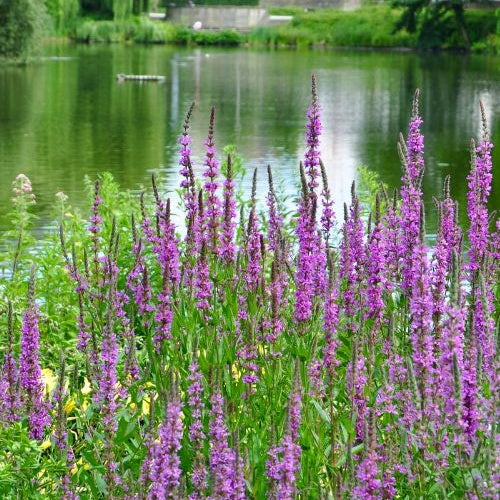 Blutweiderich
