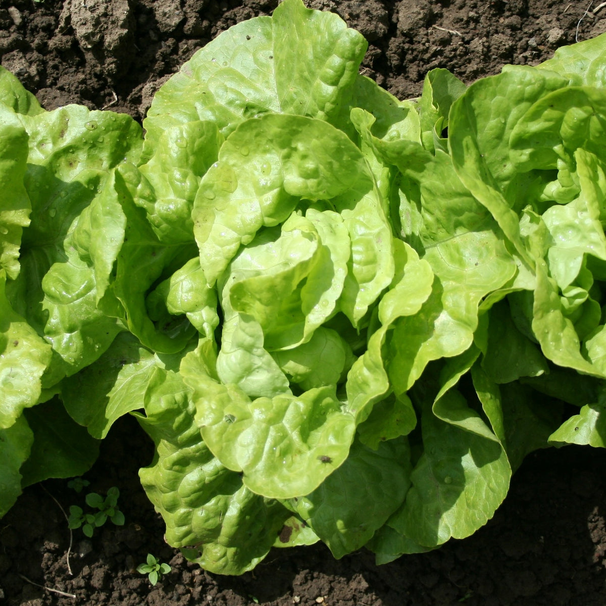 Kopfsalat 'Appia' (x6) - Willemse