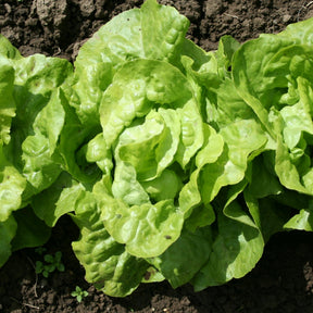 Kopfsalat 'Appia' (x6) - Willemse
