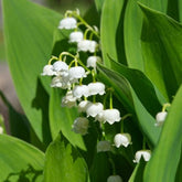 Nackte Wurzeln - Maiglöckchen - Convallaria majalis