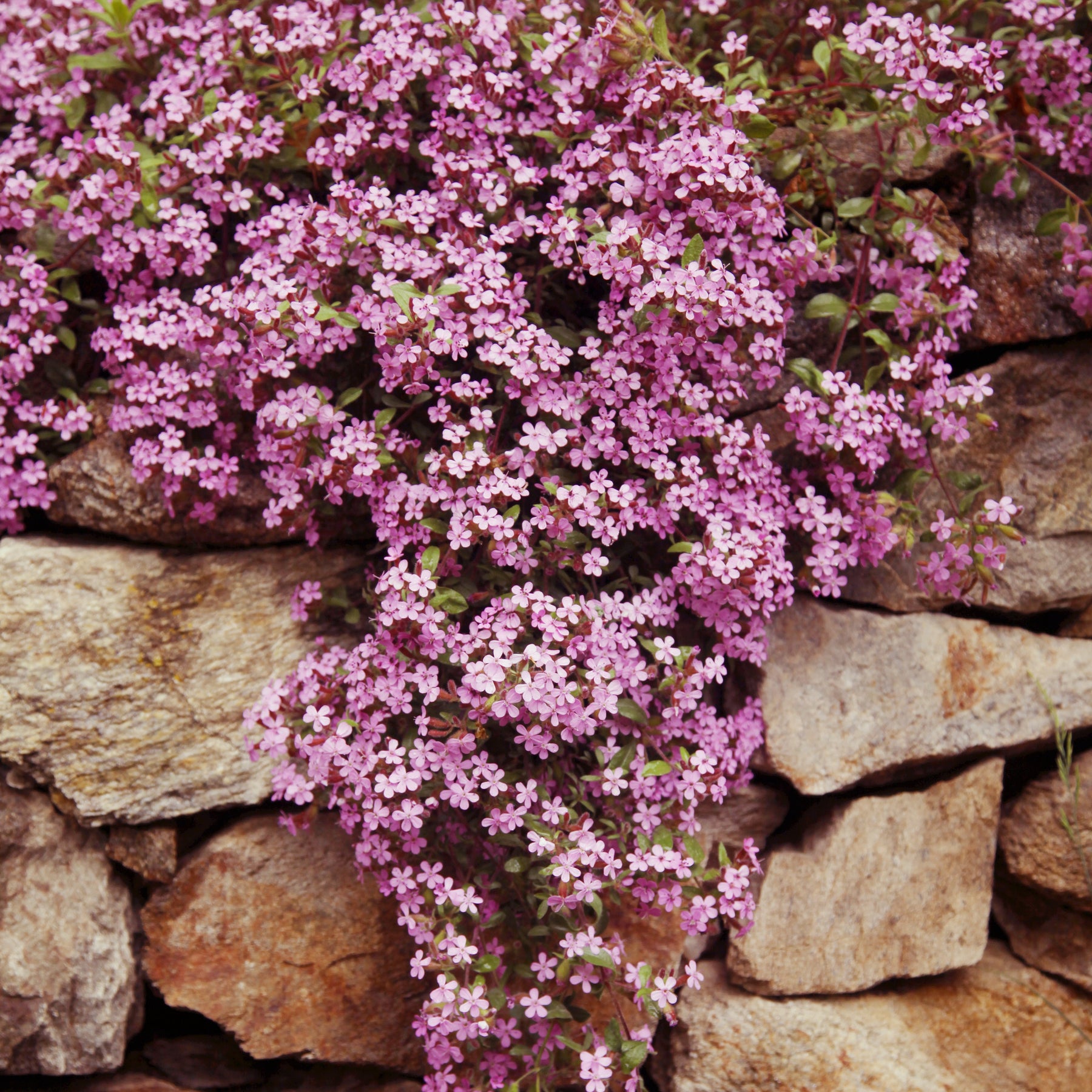 Saponaria ocymoïdes - Kissen-Seifenkraut (x5) - Nackte Wurzeln