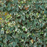 Algerischer Efeu ‘Gloire de Marengo’ - Hedera algeriensis Gloire de Marengo - Willemse