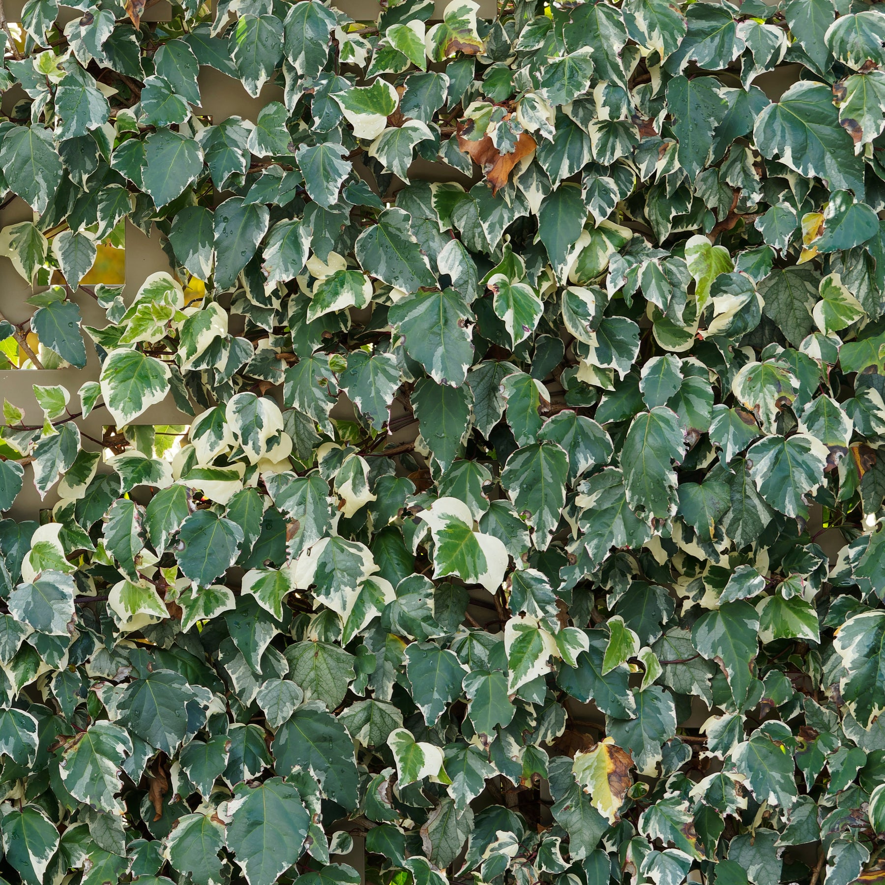 Algerischer Efeu ‘Gloire de Marengo’ - Hedera algeriensis Gloire de Marengo - Willemse