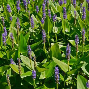 Pontederia cordata - Hechtkraut - Alle Teichpflanzen