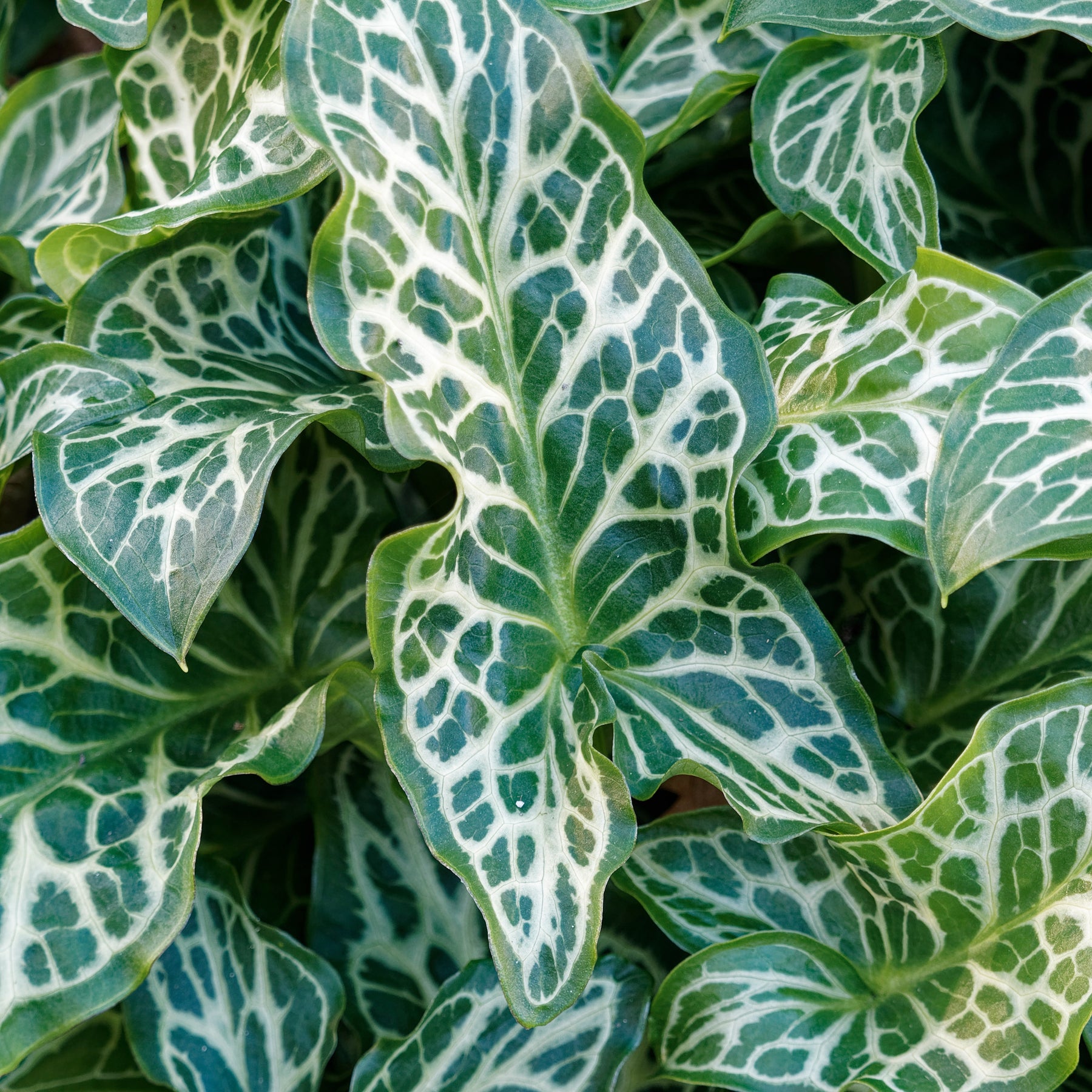 Arum italicum - Italienischer Aronstab (x3) - Aronstab-Zwiebeln