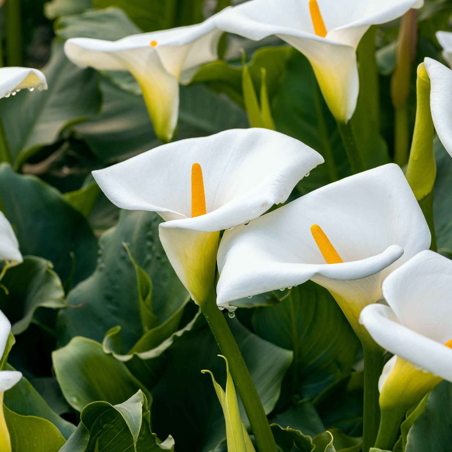 Äthiopische Calla (x2) - Zantedeschia aethiopica - Willemse