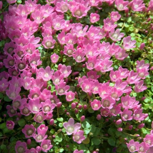 Zartes Bürzel - Anagallis tenella