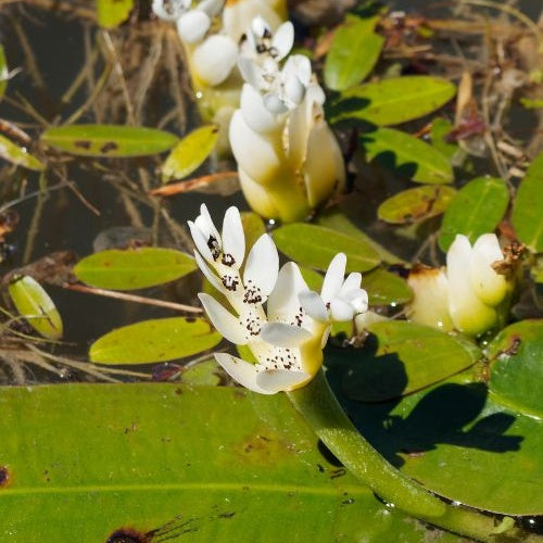 Wasser-Vanille - Aponogeton distachyos - Willemse