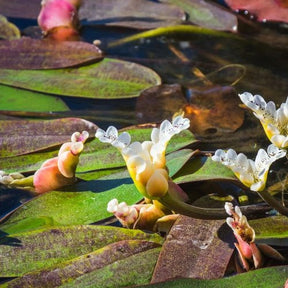 Wasser-Vanille - Willemse