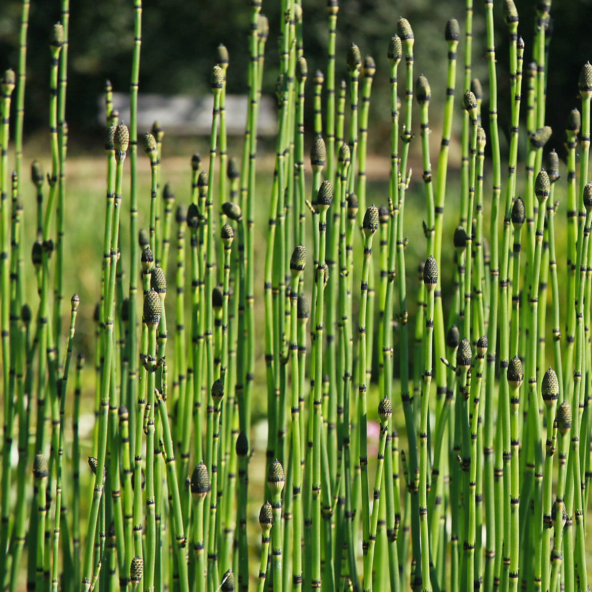 Japanischer Schachtelhalm - Willemse