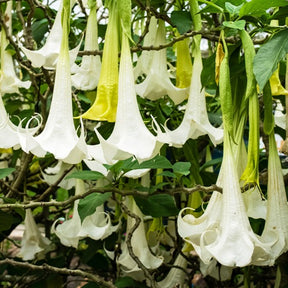Verkauf Engelstrompete 'Tricolor' - Brugmansia