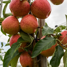 Apfelbaum 'Gala' - Malus domestica Gala - Willemse