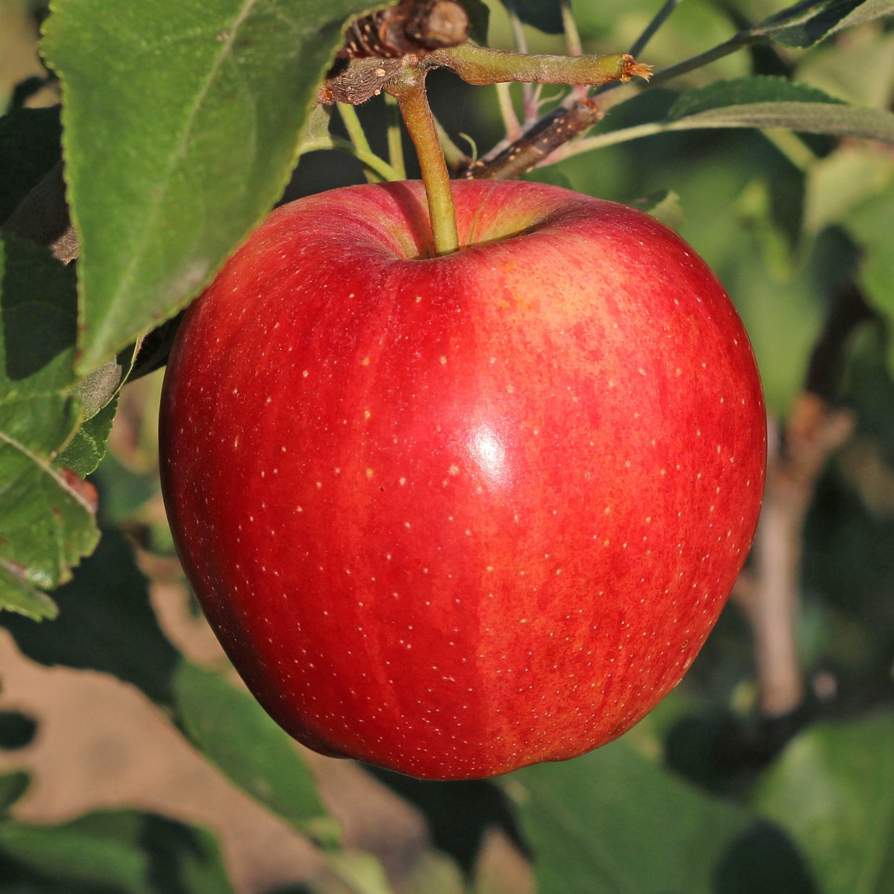 Malus domestica Gala - Apfelbaum 'Gala' - Apfelbäume