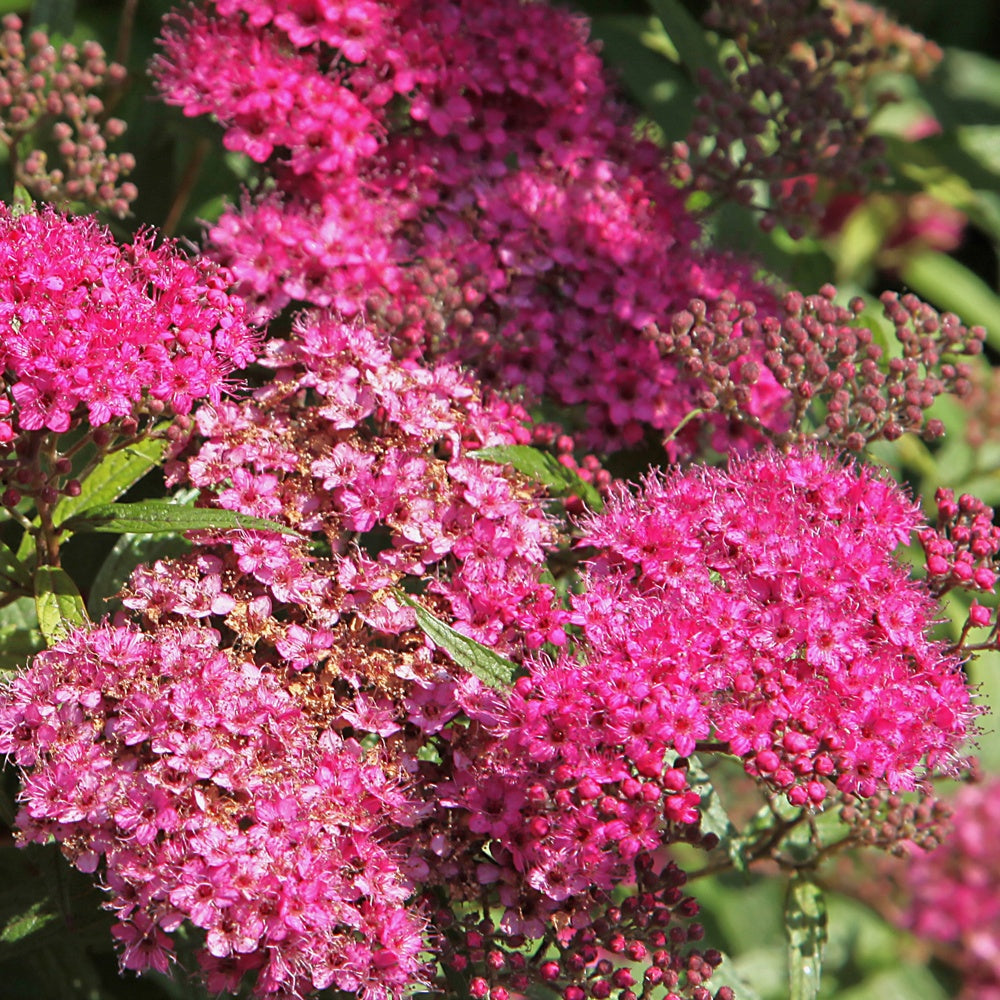 Japanischer Spierstrauch 'Anthony Waterer' - Spiraea japonica anthony waterer - Sträucher und Stauden