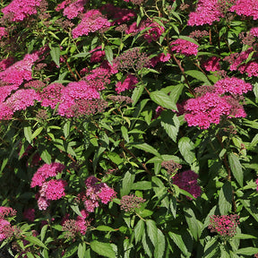 Japanischer Spierstrauch 'Anthony Waterer' - Spiraea japonica Anthony Waterer - Willemse