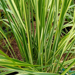 Gestreiftes Reitgras 'Overdam - Calamagrostis acutiflora overdam