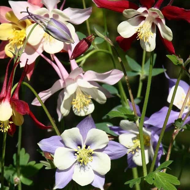 Akelei 'McKana Hybrids' (x5) - Willemse