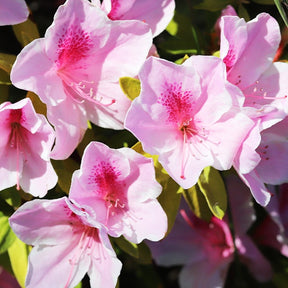 Alpenrose 'Nova Zembla' - Rhododendron yakushimanum doc - Ziersträucher