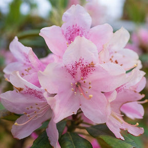 Alpenrose 'Nova Zembla' - Rhododendron yakushimanum doc - Rhododendron