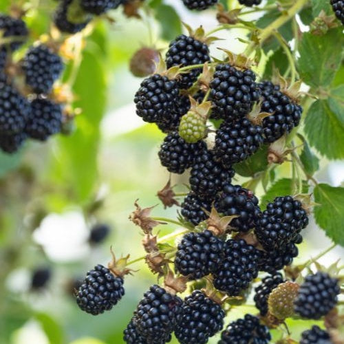 Dornenlose Brombeere 'Black Satin' - Rubus fruticosus 'Black Satin'