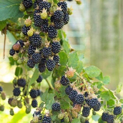 Zwerg-Brombeere Rubus 'Little Black Prince' Schwarz - Bio - Winterhart - Rubus fruticosus 'Little Black Prince'