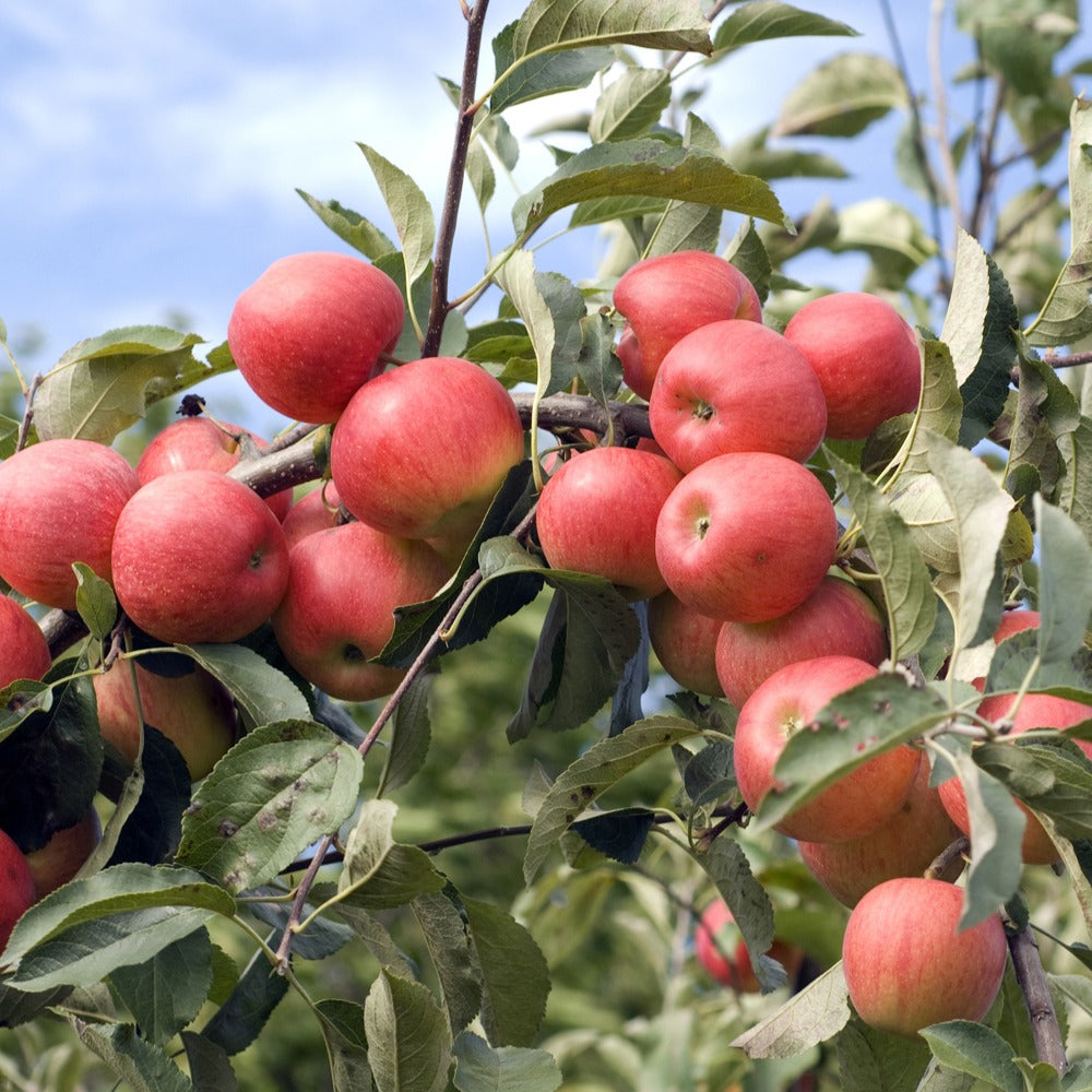 Apfelbaum 'Elstar' - Malus domestica Elstar