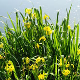 Iris pseudacorus - Sumpfschwertlilie - Alle Teichpflanzen