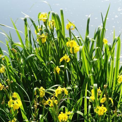 Iris pseudacorus - Sumpfschwertlilie - Alle Teichpflanzen