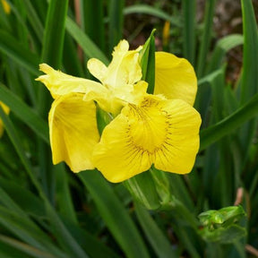 Alle Teichpflanzen - Sumpfschwertlilie - Iris pseudacorus