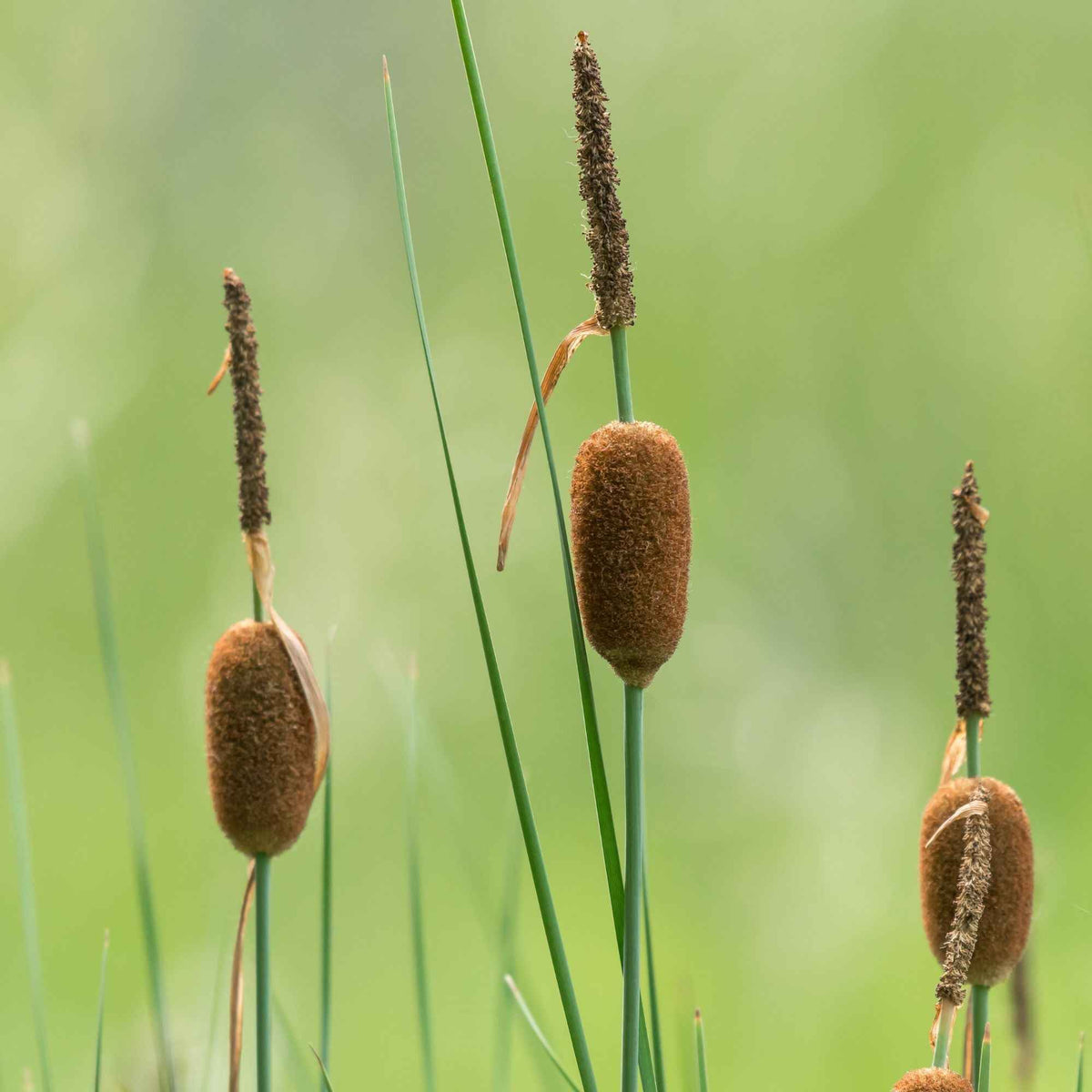 Zwerg-Rohrkolben - Typha minima - Willemse